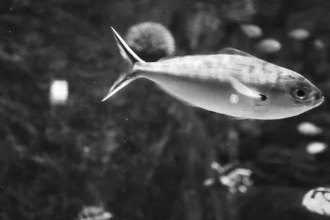 180A7616 Stock Photos