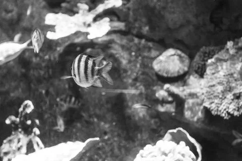 180A7643 Stock Photos