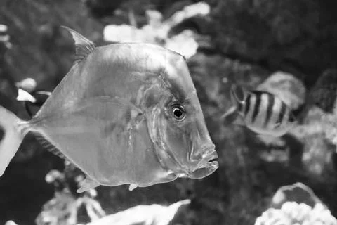 180A7646 Stock Photos