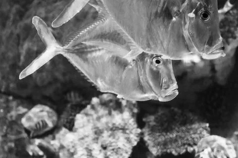 180A7660 Stock Photos