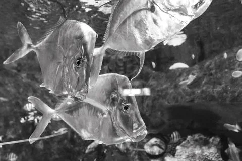 180A9534 Stock Photos