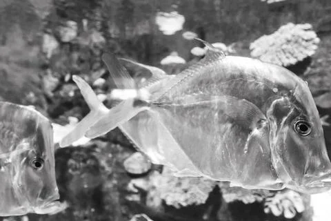 180A9536 Stock Photos