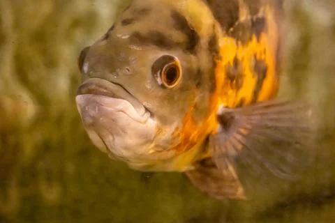 180A9751 Stock Photos