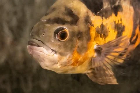 180A9754 Stock Photos