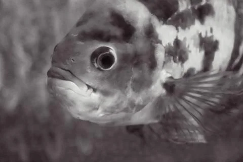 180A9756 Stock Photos