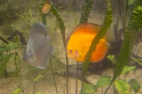 180A9788 Stock Photos