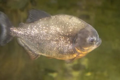 180A9792 Stock Photos