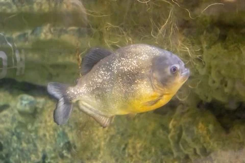 180A9799 Stock Photos