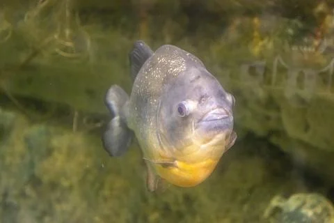 180A9802 Stock Photos