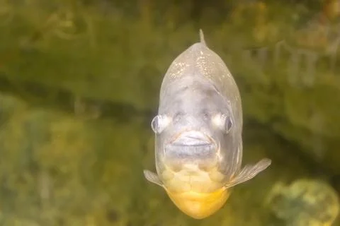 180A9805 Stock Photos