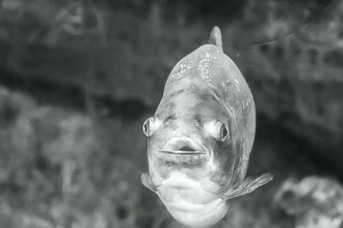 180A9809 Stock Photos