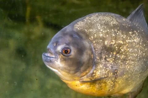 180A9813 Stock Photos