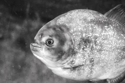 180A9815 Stock Photos