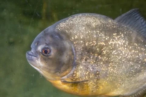 180A9819 Stock Photos