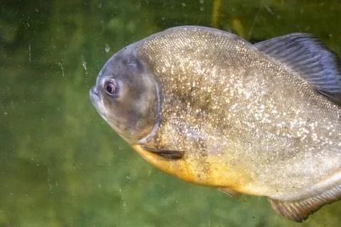 180A9822 Stock Photos