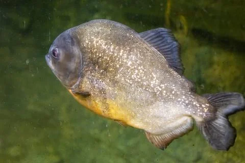 180A9829 Stock Photos