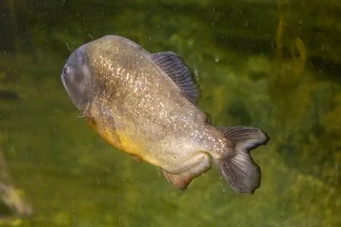 180A9834 Stock Photos