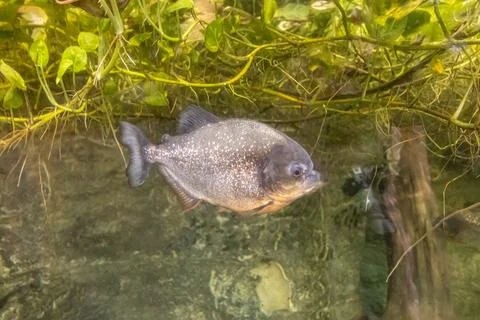 180A9835 Stock Photos