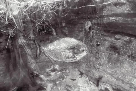 180A9842 Stock Photos