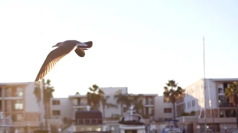 180fps Slow Motion of seagull flying in Marina del Rey, CA Stock Footage 82362298