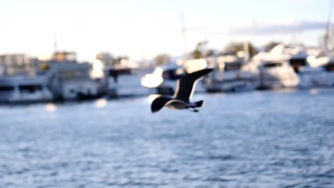 180fps Slow Motion of seagull flying in Marina del Rey, CA Stock Footage 82362313