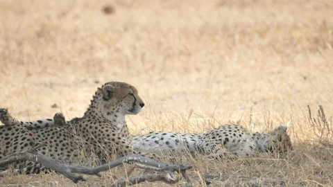 180p slow motion of a cheetah lying in shade stretching at tarangire Stock Footage 99382480