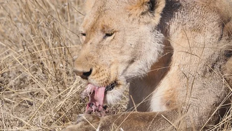 180p slow motion close up clip of a lion eating a warthog at serengeti Stock Footage 99384127