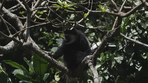 180p slow motion of colobus monkey feeding at arusha national park Stock Footage 96570965