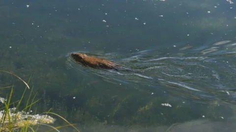 180p slow motion tracking shot of a muskrat at grand teton park Stock Footage 93687574