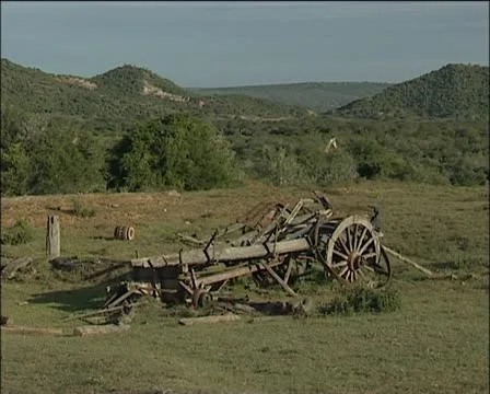 1820 settler ox wagon and a giraffe in the distance Stock Footage