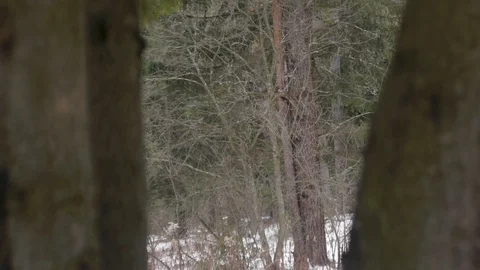 184 Stock Footage 124156556