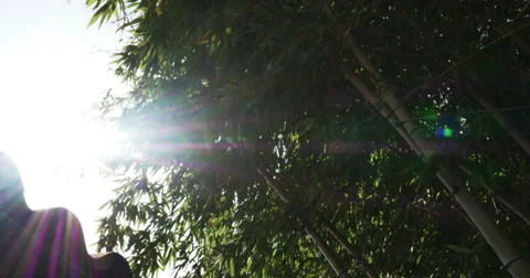 1845 Bamboo Blowing in the Wind with Sun Flare, 4K Stock Footage 39876726