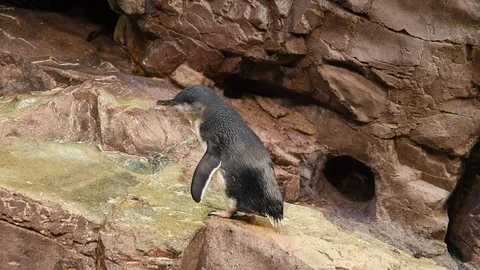 1848 JAN 19 Stock Footage 100586338