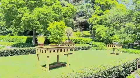 A 1851 oak and a tiny forest: Brooklyn Botanic Garden marks 100 years of bonsai, Stock Footage 311135184
