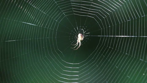 185A4312Orb Spider Stock Footage 160480883
