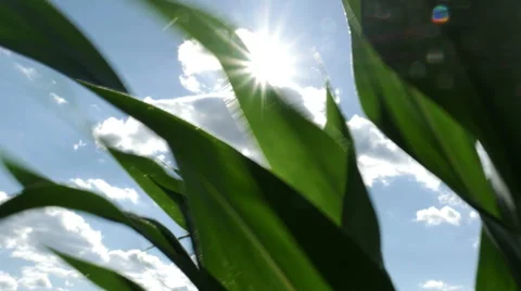 1869 Corn Field Blowing in the Wind with Sun Flare, HD Stock Footage 39981265
