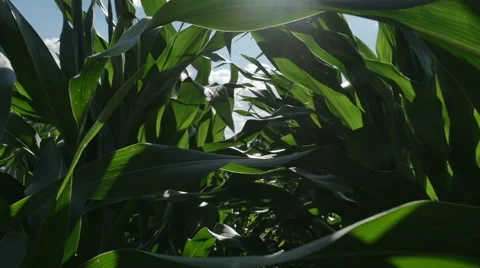 1873 Moving through Corn Field with Sun Flare in Slow Motion Stock Footage 39981832