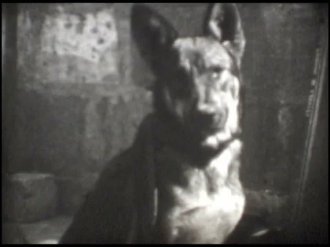 1890 Old dog Stock Footage 35541329