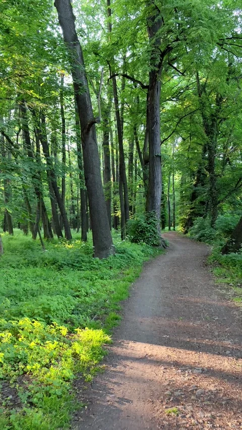 18_Peaceful Forest Path Surrounded by Lush Greenery and Tall Trees Video stock 289344395