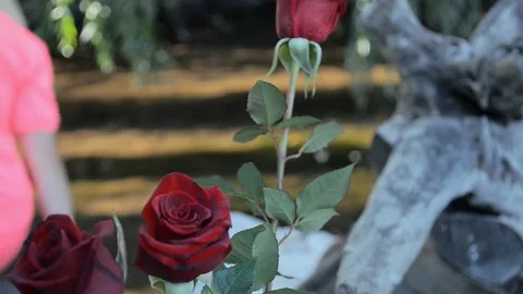 18The rose on the background of the river Stock Footage 95247046