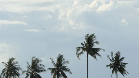 18Wind through Coconut Palm Tree.4k Stock Footage 92910397