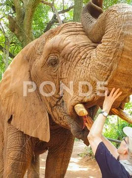 19 African Elephant close encounter sanctuary woman hand in mouth Stock Photos