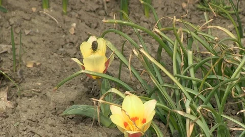 19-beetle falls into a flower 库存影片 126999122