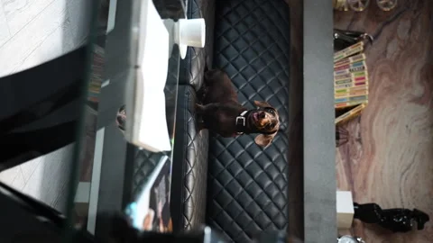 19 Dachshund on the couch camera from right to left Stock Footage 221118229