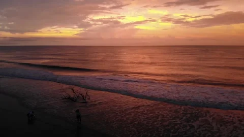 19 Palomino Stock Footage 135764056