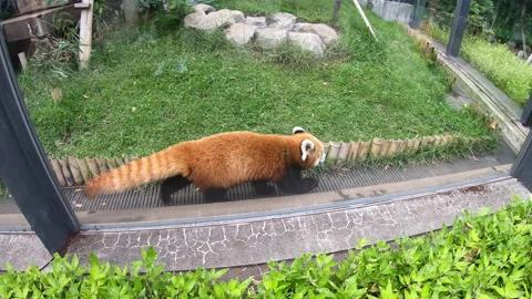 19 Red Panda In Cage At Ueno Zoo Tokyo Japan Vídeos de archivo 344650562