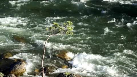 19 a small tree grows from stones near a stormy and mountain river Stock Footage 264103956