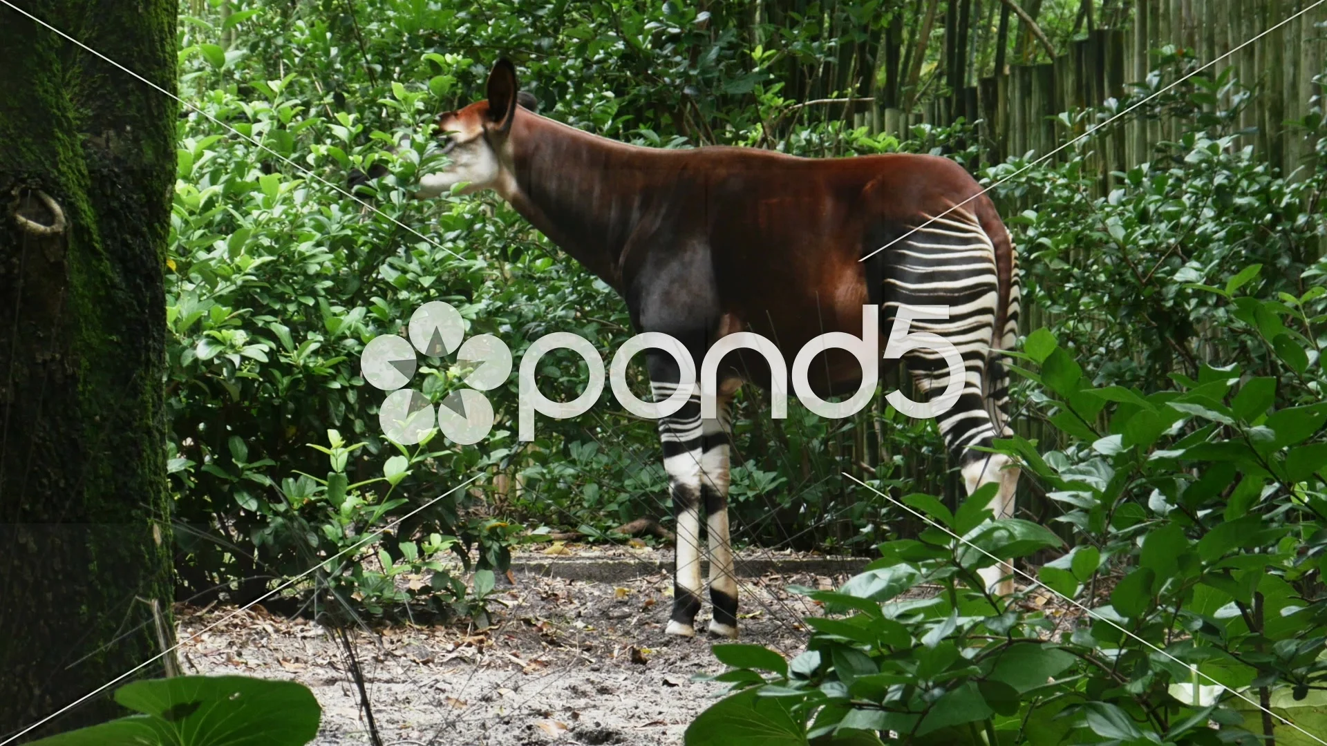 HD Okapi Wallpapers Peakpx, 58% OFF | brunofuga.adv.br