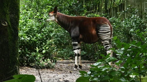 1900 Okapi Forest Giraffe, HD Stock Footage 40298031