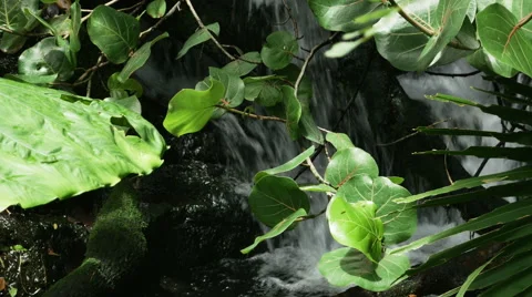 1907 Waterfall in the Tropics, HD Stock Footage 40301064